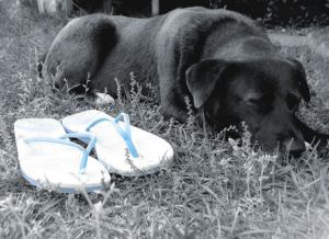 patient dog Morgue file